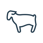 Lamb